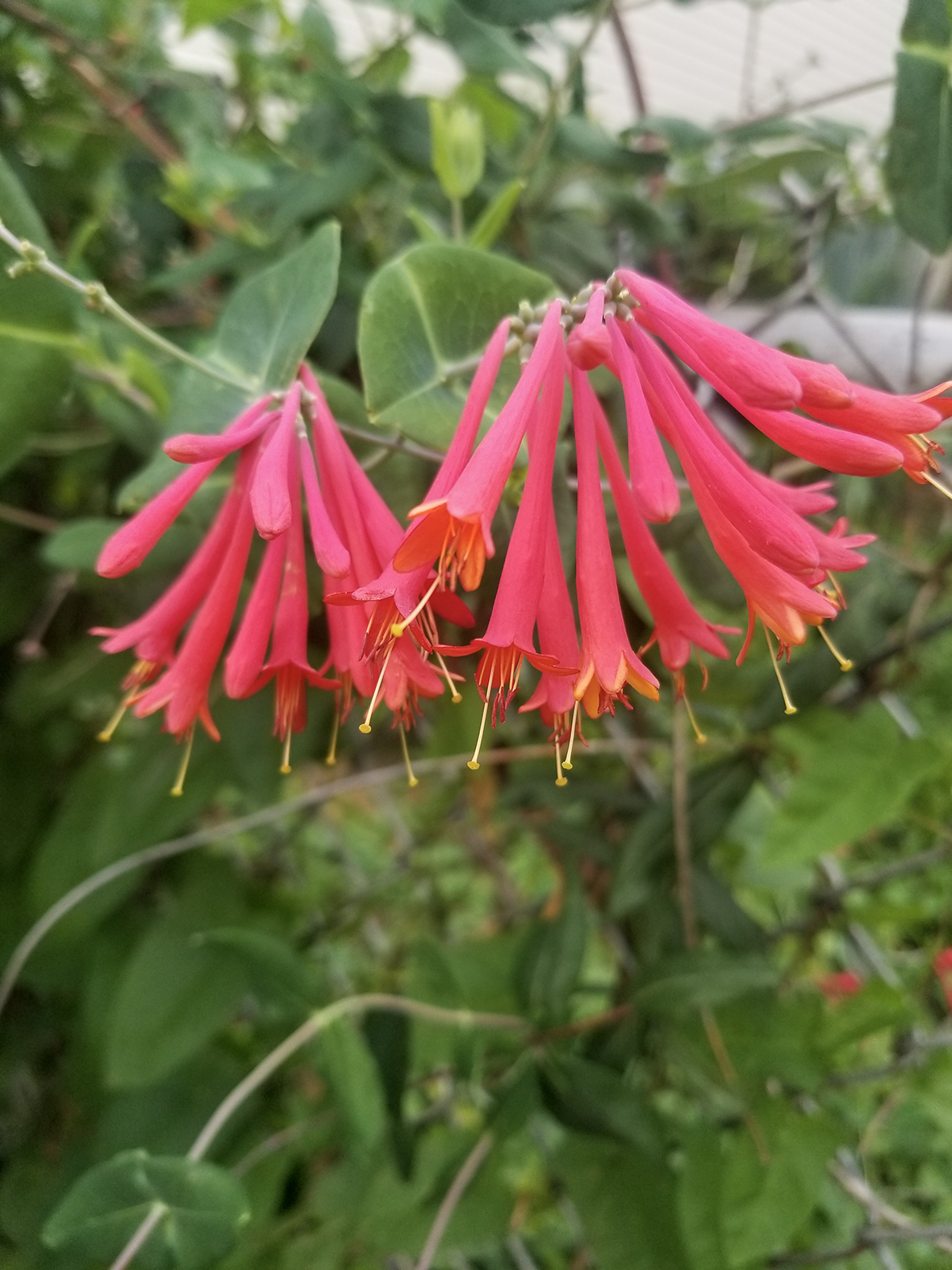 Lonicera Major Wheeler